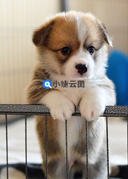 这也太可爱了吧