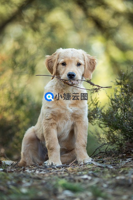 狗狗恋爱了