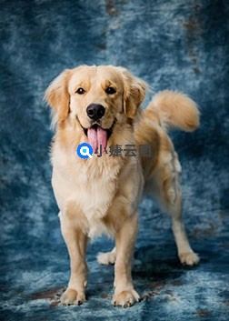 拉布拉多犬吐舌头